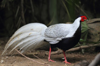 Silver Pheasant