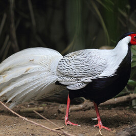 Silver Pheasant