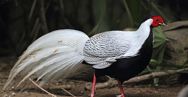 Silver Pheasant