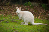 Wallaby