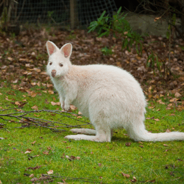 Wallaby