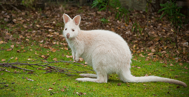 Wallaby