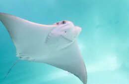 Xchange Mall Aquarium