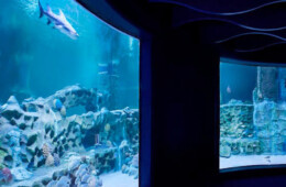 VGP Marine Kingdom