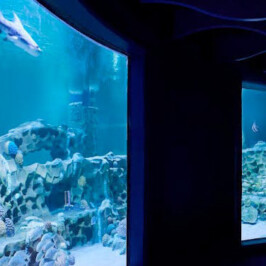 VGP Marine Kingdom