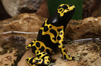 Bumble Bee Poison Dart Frog