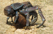 Coconut crab