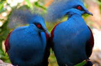 Common Crowned Pigeon