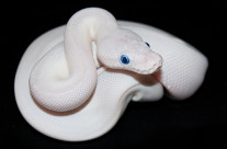 Blue Eyed Albino Ball Python