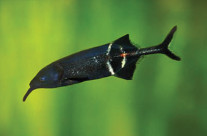 Elephantnose Fish