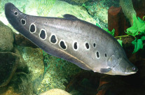 Kinefefish